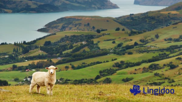 Können Rentner:innen nach Neuseeland auswandern?
